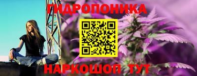 крисы Кингисепп